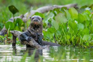 Gobierno colombiano hace presencia en la COP14 convención de Humedales Ramsar