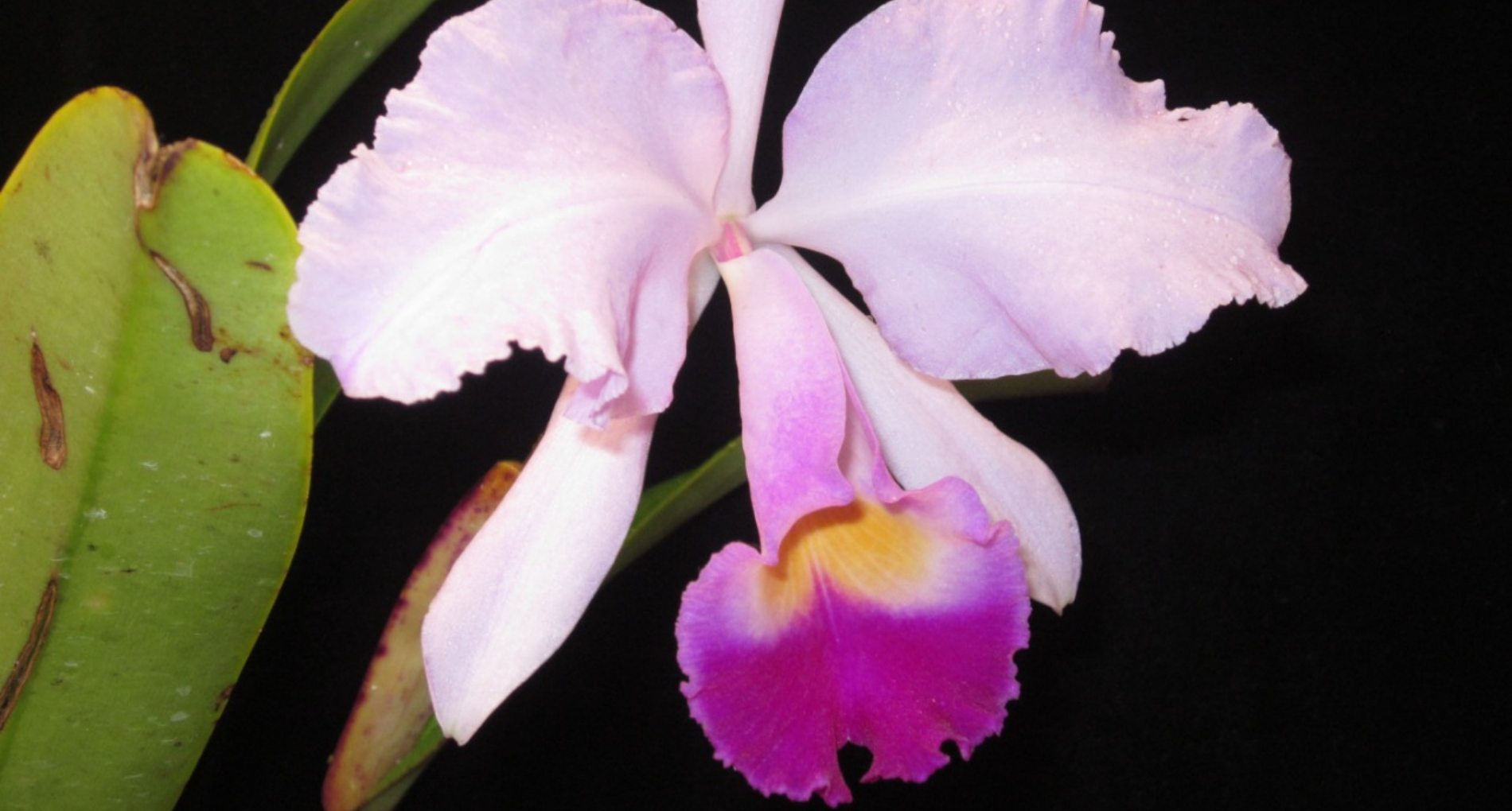 Jardín Botánico la exposición Nacional de Orquídeas