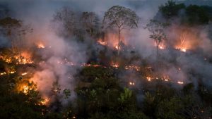 El llamado de la WWF a la conferencia climática COP27