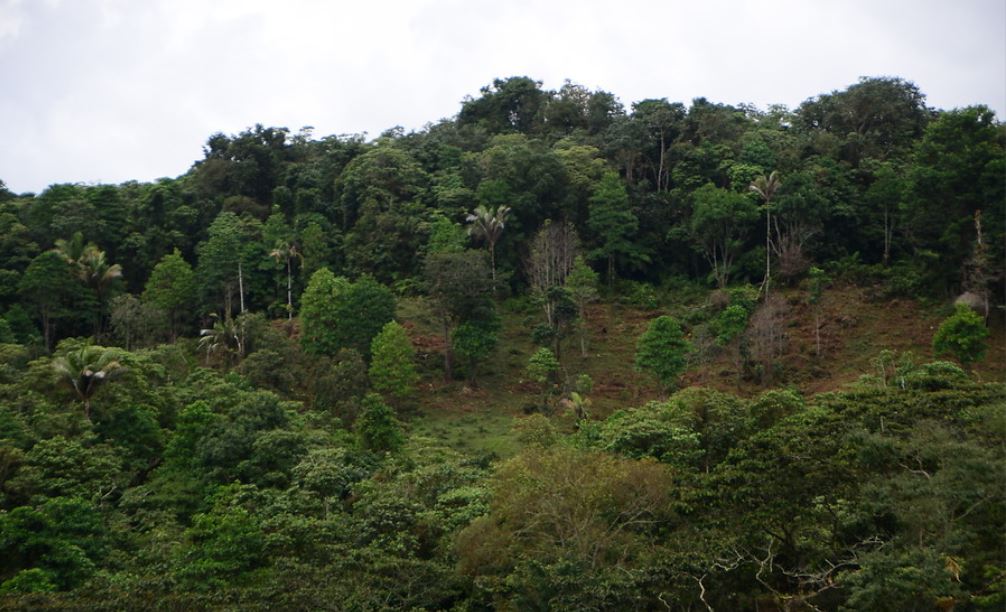 Gobierno estrategias mitigar deforestacion