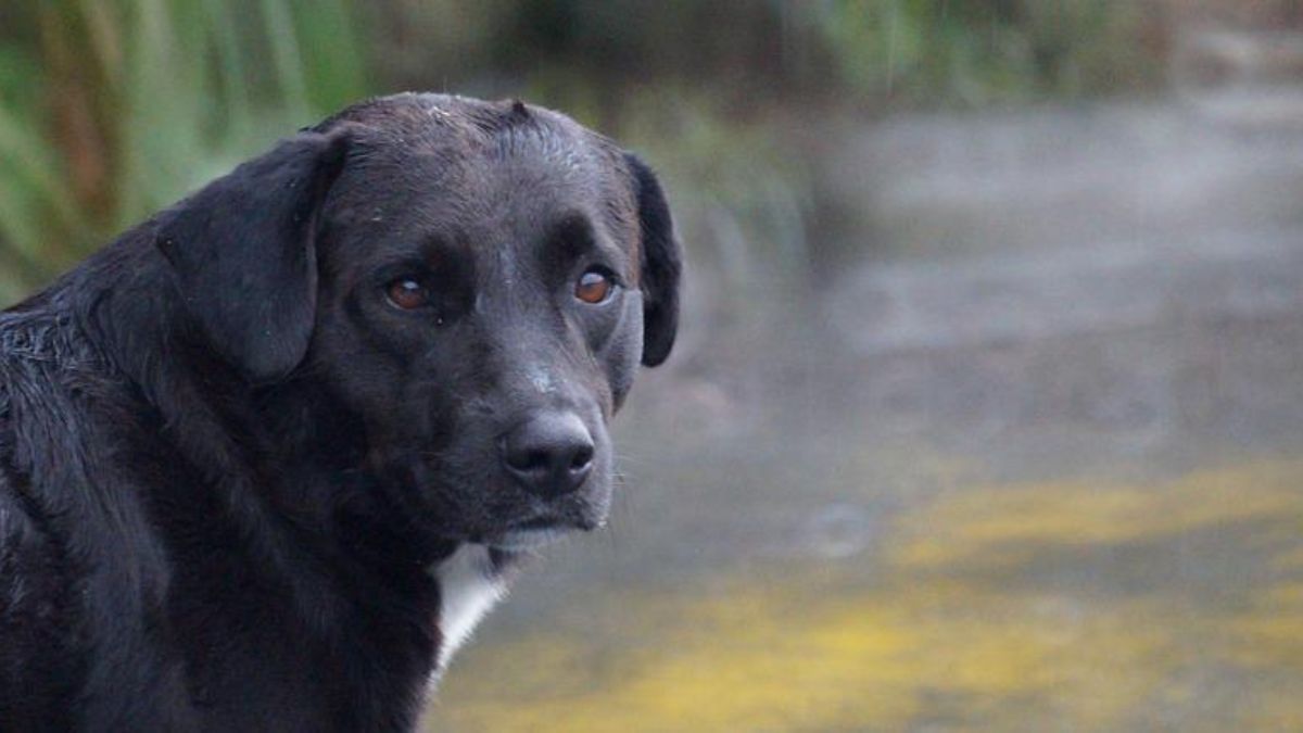 Día Mundial de los Animales Colombia derechos