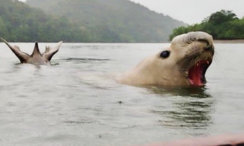 Elefante marino en costas colombianas