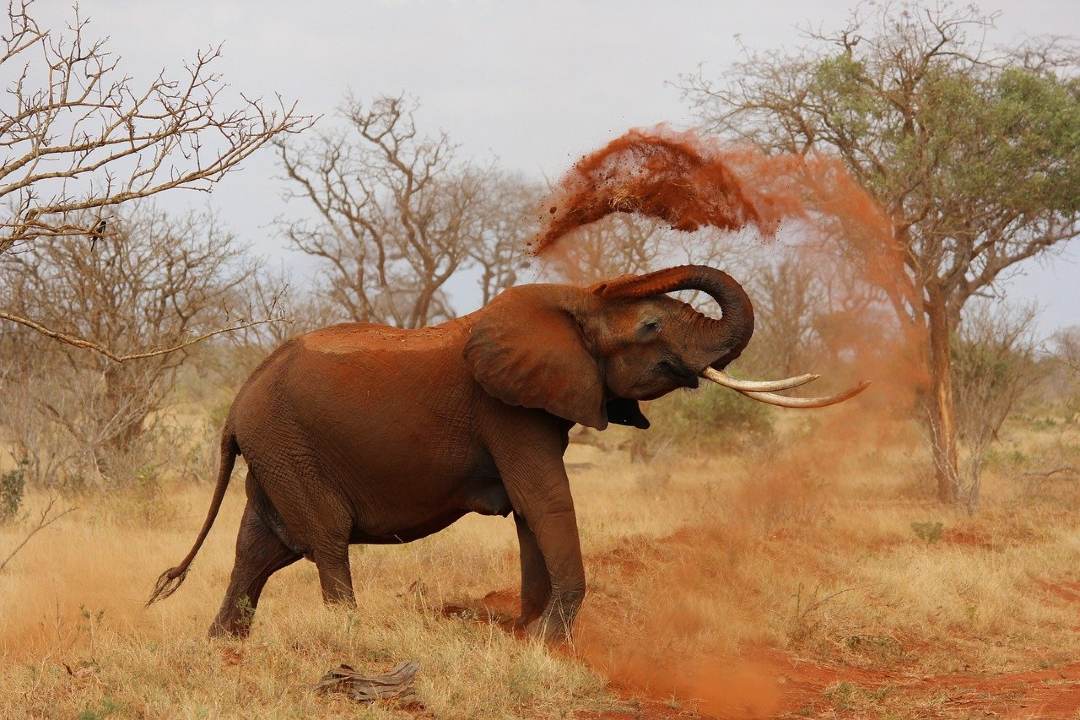 Elefante Costa Marfil