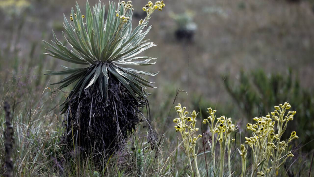 riesgo de frailejones por el cambio climático