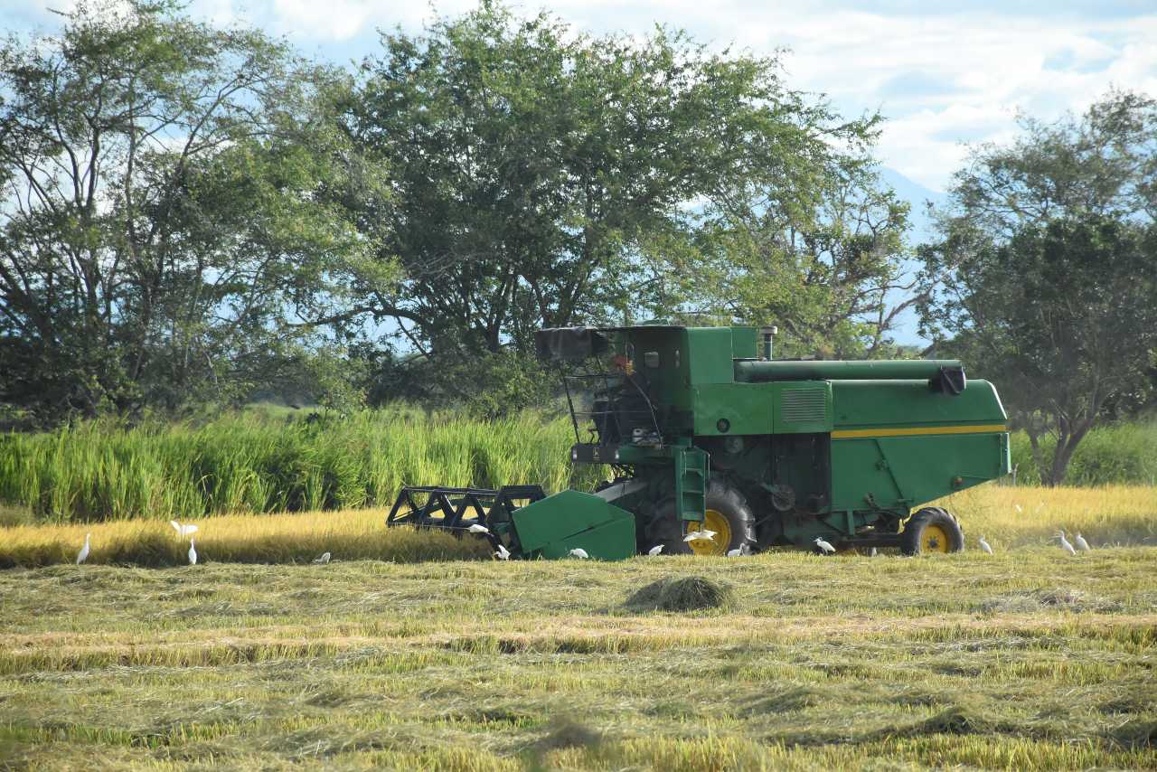 tolima arroz