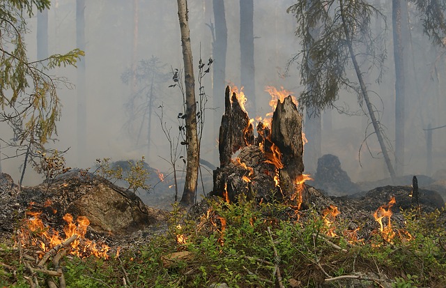 Árbol quemándose por incendio forestal