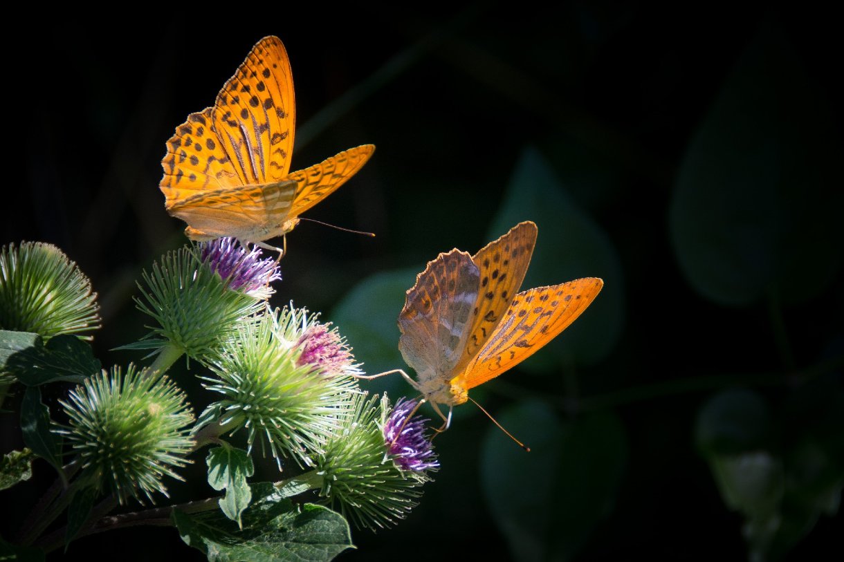 Colombia mariposas Colombia