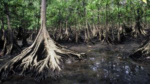 Gobierno colombiano hace presencia en la COP14 convención de Humedales Ramsar