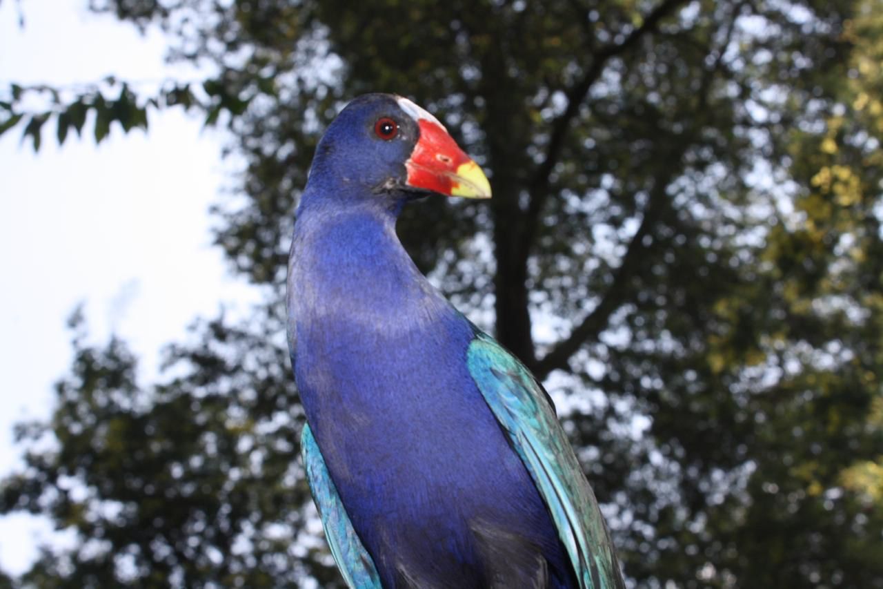 tinguas azules bogota