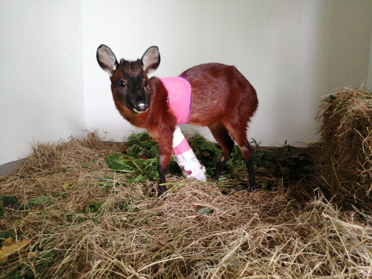 venado-rescatado-bogota