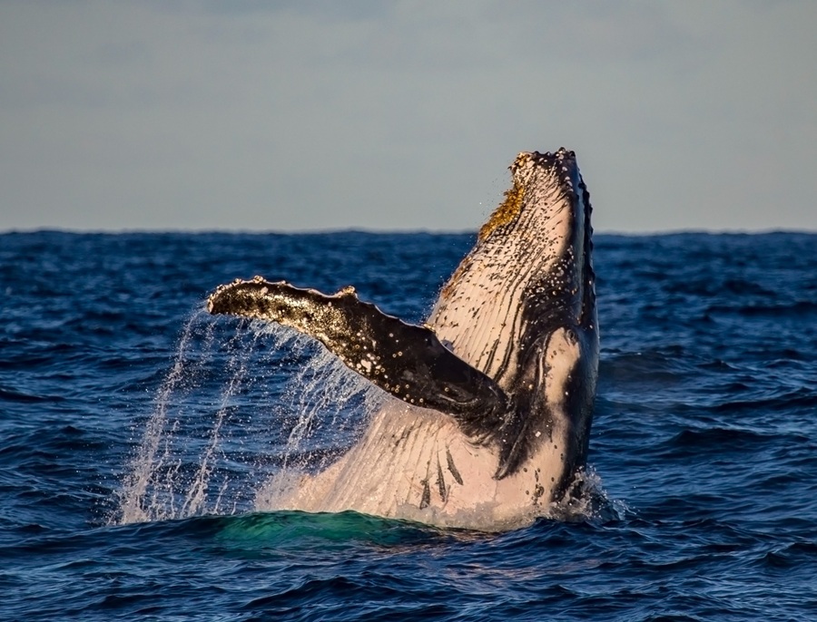 Temporada ballenas. Foto: Ministerio de Ambiente