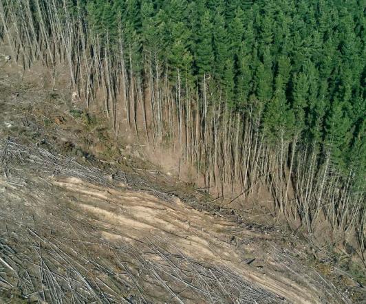Deforestacion-Colombia-Reporte.jpg