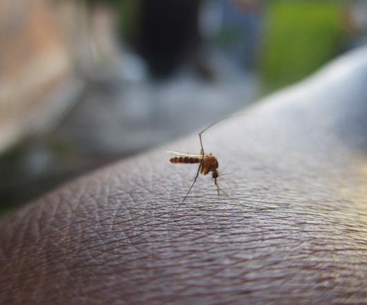 Dengue-Cartagena-casos.jpg