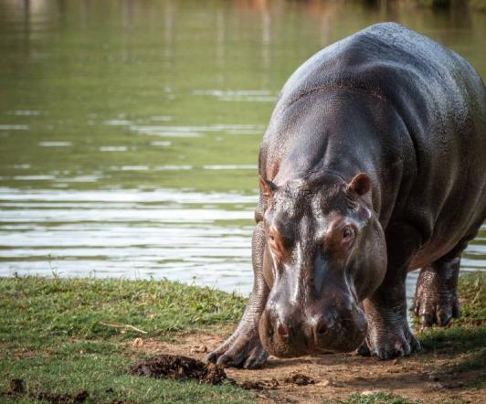 Hipopotamos-Puerto-Triunfo.jpg