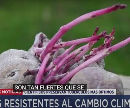 Video-Asi-son-las-papas-resistentes-al-cambio-climatico.jpg