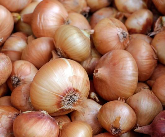 cosecha-cebolla-guaca.jpg
