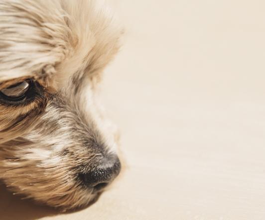 perrita-abandonada-Barranquilla.jpg