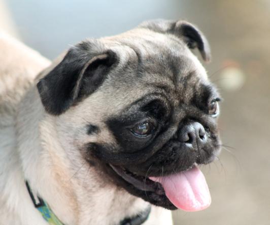 pug-2316809_1920.jpg