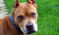 ¡Desgarrador-Pitbull-mato-a-un-gato-en-pleno-conjunto-residencial.jpg