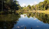 Amazonas_deforestacion-brasil.jpg