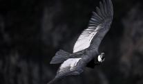 Condor_colombia_panorama.jpg