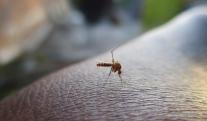 Dengue-Cartagena-casos.jpg