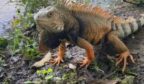 Iguanas-Historias-Barranca.jpg