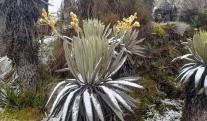 Nevada-en-el-Sumapaz-foto-Cortesia.jpg