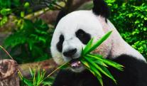 Oso-Panda-China.jpg