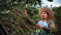 Produccion-Cafe-Julio.jpg