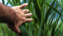 Vacantes-Empleo-Agricola.jpg