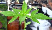 decreto-cannabis.jpg