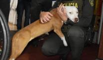 maltrato-animal-bogotta-katira.jpg