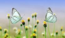 mariposas.jpg