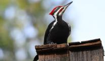 pajaro-carpintero.jpg