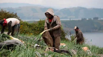 24 mil personas encontraron trabajo en el sector agropecuario
