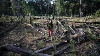 Bosque deforestado.