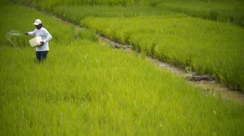 Cultivador de arroz.