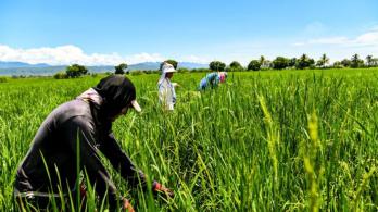 Gremio arrocero entra en diálogo con el Gobierno. / Foto: X MinAgricultura.