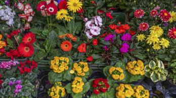 Café, flores y aceite de palma impulsaron exportaciones del sector agro
