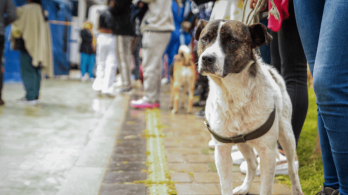 Los animales son seres sintientes y no cosas: Corte Constitucional