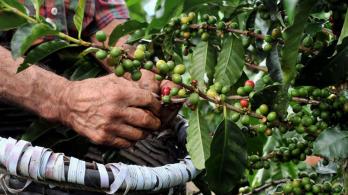 Caficultores recogiendo café