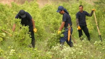 sustitución de cultivos ilícitos en Nariño
