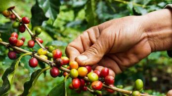 Colombia logra la mayor producción cafetera en tres décadas