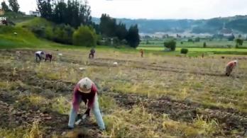 Convocatoria fondo emprender para firmantes de paz que trabajan en el campo