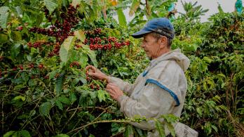 Productos como el café y la acuicultura lideran el crecimiento del agro que, entre enero y septiembre de 2025, superó el promedio nacional con un 4,1%. 