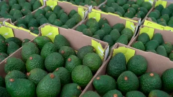 Exportación de aguacate Hass. / Foto: ICA.