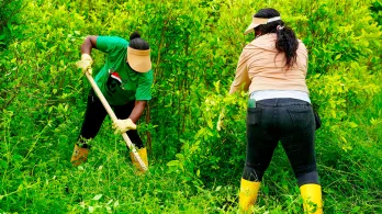 Consejos comunitarios Tumaco pactan erradicación voluntaria de coca.