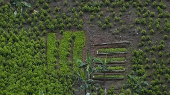 Monitoreo de la ONU ha sobreestimado cultivos coca hasta un 901 %.