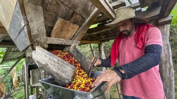 Café lidera el crecimiento en exportaciones en 2025 y supera a los combustibles 